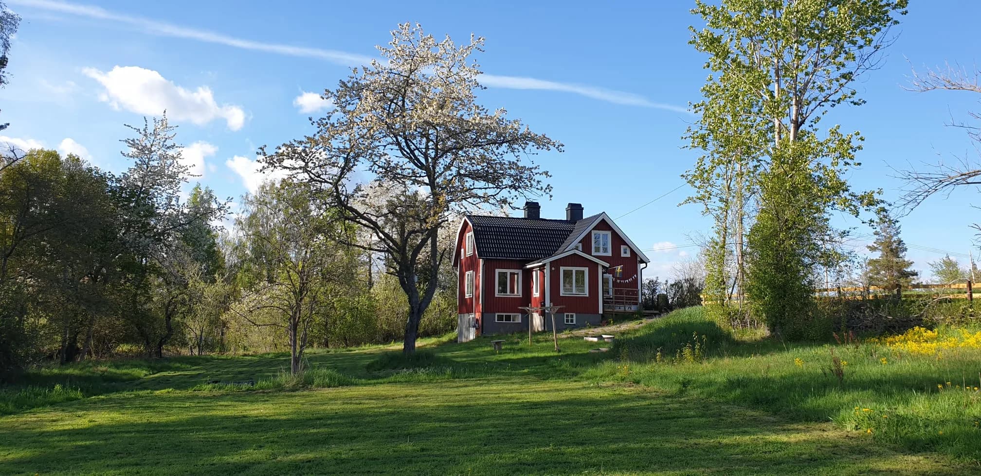 Red Swedish house with garden and blooming tree