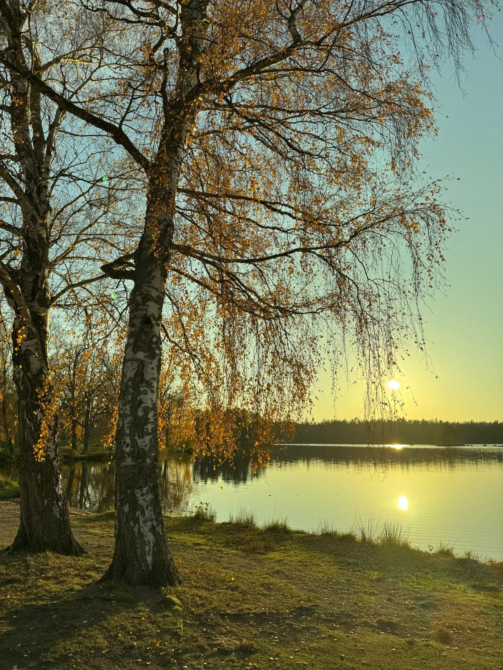 Sjö i Småland med björkar i kvällsljus