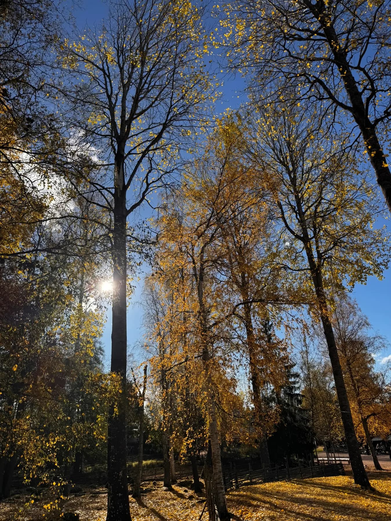 Gelbes Herbstlaub im Wald gegen blauen Himmel