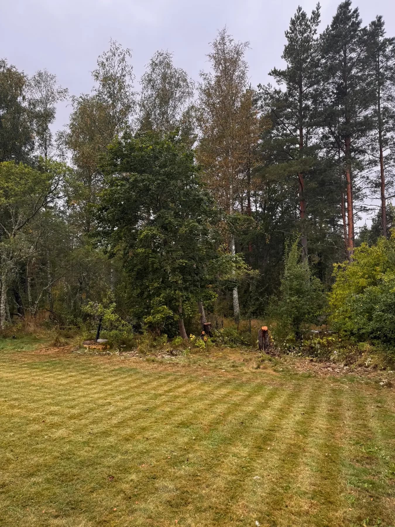 Gemähte Rasenfläche vor dichtem Wald im Sommer